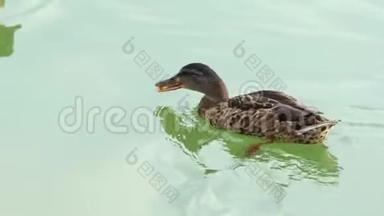 一只五颜六色的鸭子在斯洛文尼亚的湖水中喝水。